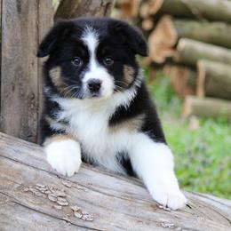 Anna - Black Australian Shepherd puppy in Coldwater, Michigan from Northern Star Australian Shepherds