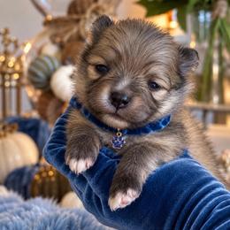 Blue Collar - Cream sable male Pomeranian puppy in Monroe, Georgia from Beastly Beauties Huskies & Pomskies