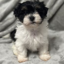 Ruta - Black and white female Havanese puppy in Lawrenceville, Georgia from Alchemy Havanese
