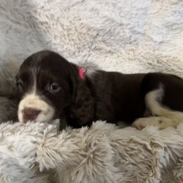Almond joy - Liver and white female English Springer Spaniel puppy in Coeur D'alene, Idaho from Springer Hollow