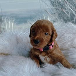 Olive - Cream female Goldendoodle puppy in Bellevue, Iowa from River Town Doodles