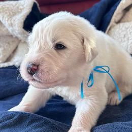 Roo - White male Great Pyrenees puppy in Murfreesboro, Tennessee from Storybook Tails Farm