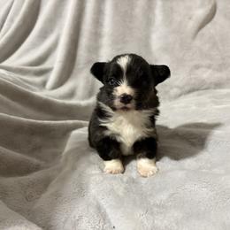 Full fluffy Baxter - Black and white male American Corgi puppy in Decatur, Texas from Bar S Corgis