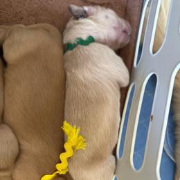 Green - Golden female Golden Retriever puppy in Kenosha, Wisconsin from Gail’s Goldens