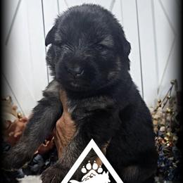 Boomer - Black and red male German Shepherd puppy in Sequim, Washington from German Shepherd Haus