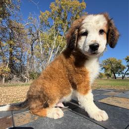 Big Chocolate Boy- Willie - Chocolate merle male Bernedoodle puppy in Sioux Falls, South Dakota from WhiskeyCreek Doodles