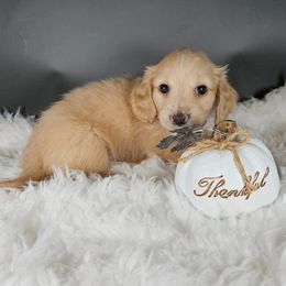 Dachshund Puppies from Mighty Paws Manor