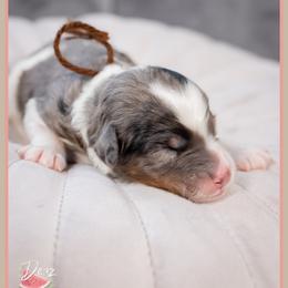 Lily - Merle female Bernedoodle puppy in Connersville, Indiana from Deaz Doodle Ranch