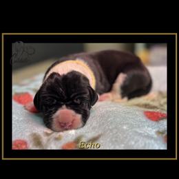 Echo - Mantle female Great Dane puppy in Liberty, New York from Catskills Greatest Danes