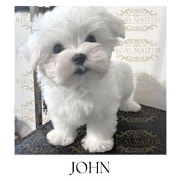 John - White male Maltese puppy in Jacksonville, Alabama from Regal Maltese