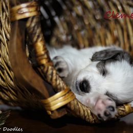 Goldendoodle and Aussiedoodle Puppies from Sister Doodles