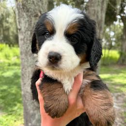 Karen Beverly - Tri-color female Bernese Mountain Dog puppy in Fort Meade, Florida from Baldwin Dood Ranch