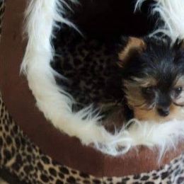 Yorkshire Terrier Puppies from Kelly's Fur-ever Friends