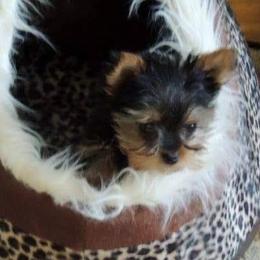 Yorkshire Terrier Puppies from Kelly's Fur-ever Friends