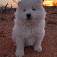 Samoyed puppies from High Lonesome