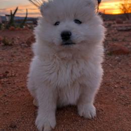 Samoyed puppies from High Lonesome