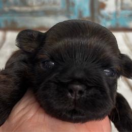 Jacob - Black and tan male Shih Tzu puppy in Claremont, California from Lovable Shih Tzus