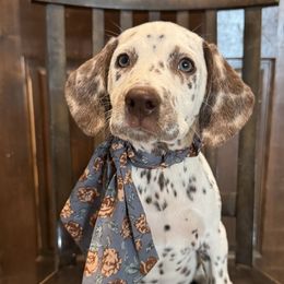 Eraser - White and liver brown female Dalmatian puppy in Carlsbad, New Mexico from ECMO Farm Dalmatians & Labrador Retrievers