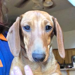 Dachshund puppies from RoseDox Dachshunds