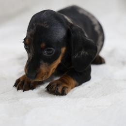 Charlie - Dapple male Dachshund puppy in Jurupa Valley, California from Divine Doxies