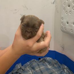 Lady - Liver female Shih Tzu puppy in Springfield, Missouri from Lopez Family Tails