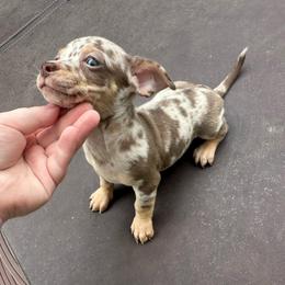 Wrangler 2.0 - Merle male Chihuahua puppy in Alvord, Texas from Gift of Gods Favor