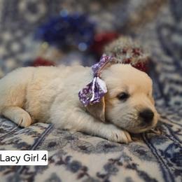 Lacy Girl 4 - Light golden female Golden Retriever puppy in Niles, Michigan from Family Raised Goldens