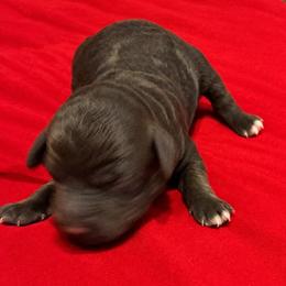 Pink Collar - Brown female Poodle puppy in Huntsville, Alabama from Flint River Poodles
