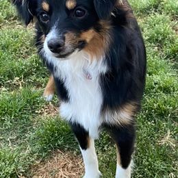 Toy Australian Shepherds from Tiny Paws Aussies