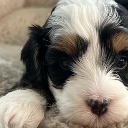 Bernedoodles from Burbank Bernedoodles