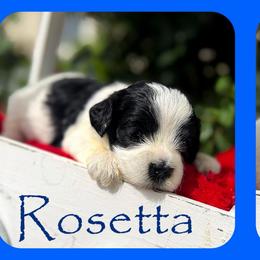 Rosetta - Buff female Cockapoo puppy in Clinton, Oklahoma from Enchanted Spaniels
