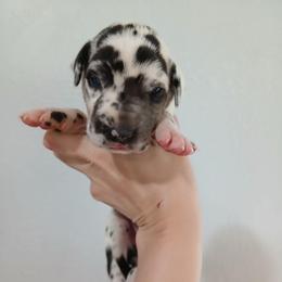 Ariel - Harlequin female Great Dane puppy in Marshall, Michigan from Dream K9