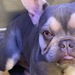 French Bulldogs from Heaven Lee French Bulldogs