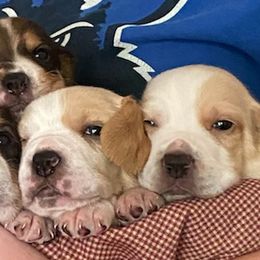 Beagles from Beagles and Blooms