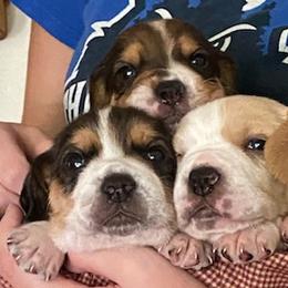 Beagles from Beagles and Blooms