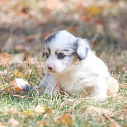American Corgi Puppies from Diamond Corgis