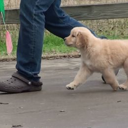 Golden Retriever Puppies from Scion Golden Retrievers