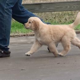 Golden Retriever Puppies from Scion Golden Retrievers