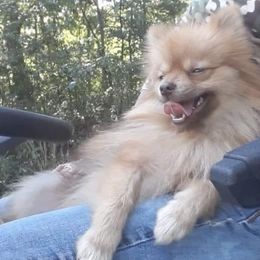 Pomeranians from Bat Cave Poms