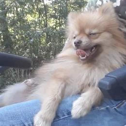 Pomeranians from Bat Cave Poms