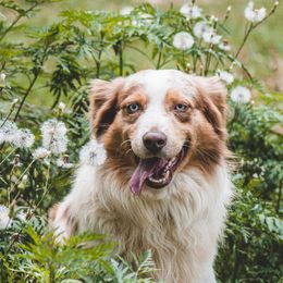 Sue - Miniature Australian Shepherd