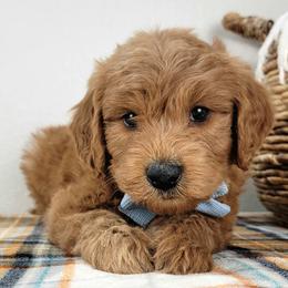 August - Red male Bernedoodle puppy in Temecula, California from Oodles O'Doodles