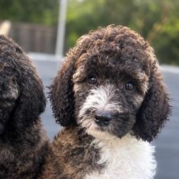 Batman - Brown male Poodle puppy in Redding, California from Canyon Creek Kennels