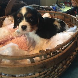 Australian Shepherd and Cavalier King Charles Spaniel Puppies from Spectacular Aussies and Cavaliers