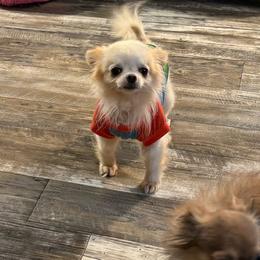 Bannon READ DISCRIPTION - Cream male Chihuahua puppy in Summerfield, Florida from Uey’s Chihuahuas