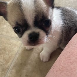 Chihuahua and Cocker Spaniel Puppies from Keto Kennels