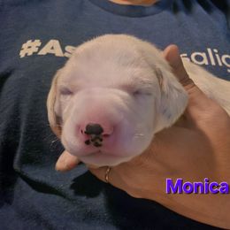 Monica - White and black female Dalmatian puppy in Palmer, Massachusetts from Delaney's Dalmatians 2