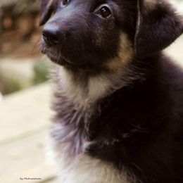 German Shepherd Puppies from Shakers