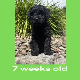 Vader - Black male Australian Labradoodle puppy in Beavercreek, Oregon from Auburn Sky Labradoodles