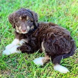 Yellow girl - Red tri-color female Aussiedoodle puppy in Liberty, Texas from Poodles and Doodles Most Excellent Adventures